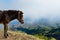 Closeup Donkey standing sideways on mountain above