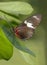 Closeup of Doris Butterfly on Leaf