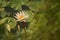 Closeup of a dotleaf water lily flower on the lotus pads background