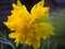 Closeup of a double fringed daffodil in a garden