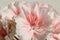 Closeup of Double Zonal Pelargonium. White Flower Speckled with Red