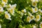 Closeup of Douglas` meadowfoam Limnanthes douglasii, a yellow and white wildflower