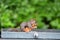 A closeup of Douglas squirrel in the park.