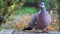 closeup dove feeding, wood pigeon