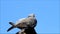 Closeup dove pigeon alone on roof, background blue sky, copy space