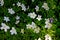 Closeup down view on group of white flowers