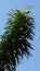 Closeup of a Dracaena plant on the blue sky background