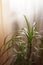 Closeup of dracena flower foliage. Thin sharp green leaves of dracaena