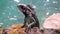 Closeup on dragon lizard on rocks