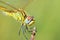 The closeup of dragonfly compound eyes in green background , Anisoptera