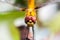 Closeup of Dragonfly head