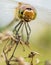 Closeup of dragonfly holding onto a plant