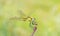 The closeup of dragonfly and its compound eyes in bright background , Anisoptera