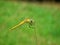 The closeup of dragonfly and its compound eyes in green background , Anisoptera