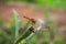 Closeup of a dragonfly perched on a green wilted leaf