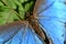 closeup of a dragonfly, photo as a background ,taken in Arenal Volcano lake park in Costa rica central america