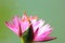 Closeup dragonfly on a pink water lily