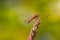 Closeup of a dragonfly on a plant on a blurred background