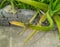 Closeup of dragonfly sitting in branch of green leaves, aloe vera plant growing in the garden, nature photography