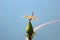 Closeup dragonfly on a water lily