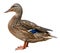 Closeup of a drake, Female Mallard, wild duck shooting outdoors.