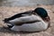 Closeup of a drake sleeping on a lakeshore in Kassel, Germany