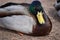 Closeup of a drake sleeping on a lakeshore in Kassel, Germany