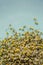 Closeup dried camomile flowers