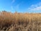 Closeup of dried common reed with blue sky on background