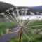 Closeup of the dried Cow Parsnip plant