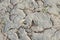 Closeup of dried and crackled ground texture with shoot green