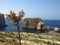 Closeup of dried dandelions surrounded by rocks and the sea under the sunlight