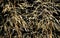 Closeup of dried grass on a dark backgroun