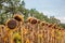 Closeup of dried ripe sunflowers on a sunflower field awaiting harvest on a sunny day