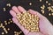 Closeup dried soybeans in man`s hand