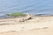 Closeup of Driftwood on a Sandy Beach