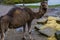 Closeup of a dromedary, arabian camel from the African desert