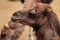 Closeup dromedary portrait