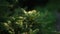 Closeup drone footage of green pine tree leaves in a forest in a blurred background