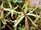 Closeup Drosera adelae Giant regia plant ,lance-leaved sundew ,Carnivorous plant