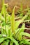 Closeup Drosera adelae Giant regia plant ,lance-leaved sundew ,Carnivorous plant ,The three sisters of queensland ,Lanceleaf