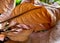 Closeup of dry brown leaf texture ( teak leaf