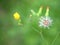 Closeup dry bud flower of oriental false hawksbeard in garden with green background