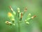 Closeup dry bud flower of oriental false hawksbeard in garden with green background