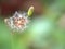 Closeup dry bud flower of oriental false hawksbeard in garden with green background