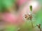 Closeup dry bud flower of oriental false hawksbeard in garden with green background