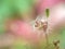 Closeup dry bud flower of oriental false hawksbeard in garden with green background