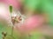 Closeup dry bud flower of oriental false hawksbeard in garden with green background