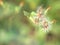 Closeup dry bud flower of oriental false hawksbeard in garden with green background