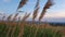 Closeup dry reed blooms on a summer field and sway in the wind. Picturesque meadow landscape under blue sky. Idyllic rural field,